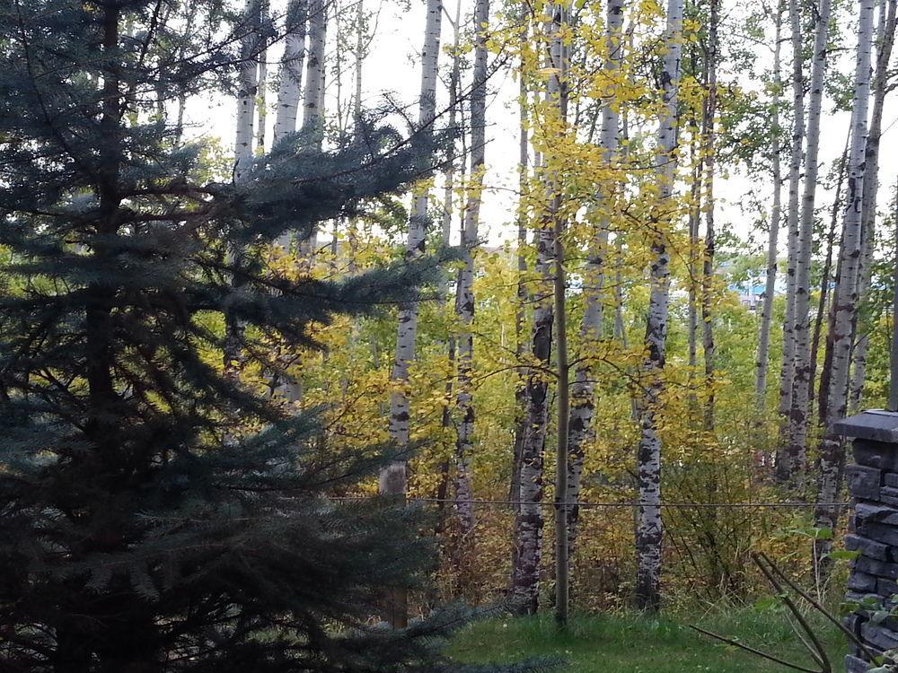 Pinnacle Inn & Suites Aspen Калгари Экстерьер фото
